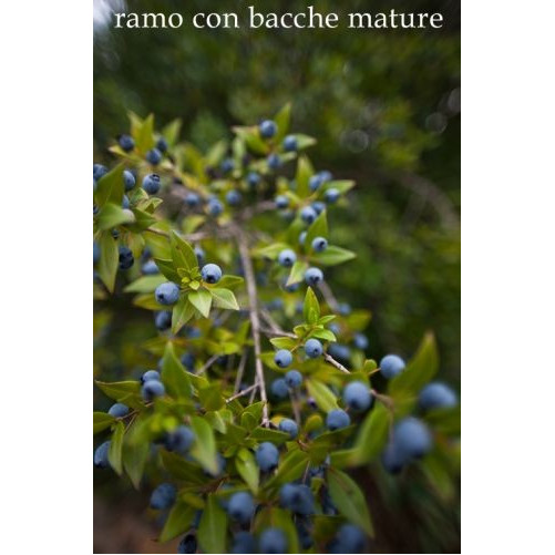 Mirto Rosso - Liquore Estratto da Infusione Alcolica di Bacche di Mirto - Prodotto Tipico Sardo - Bottiglia 50cl - Bresca Dorada