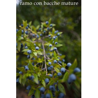 Mirto Rosso - Liquore Estratto da Infusione Alcolica di Bacche di Mirto - Prodotto Tipico Sardo - Bottiglia 50cl - Bresca Dorada Mirto Rosso - Liquore Estratto da Infusione Alcolica di Bacche di Mirto - Prodotto Tipico Sardo - Bottiglia 50cl - Bresca Dorada
