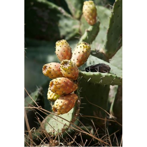 Confettura di Fico d’India - Prodotta in Sardegna - Vasetto da 230 gr - Bresca Dorada