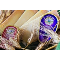 Grananglona, gran formaggio di pecora - Cooperativa San Pasquale Grananglona, gran formaggio di pecora - Cooperativa San Pasquale