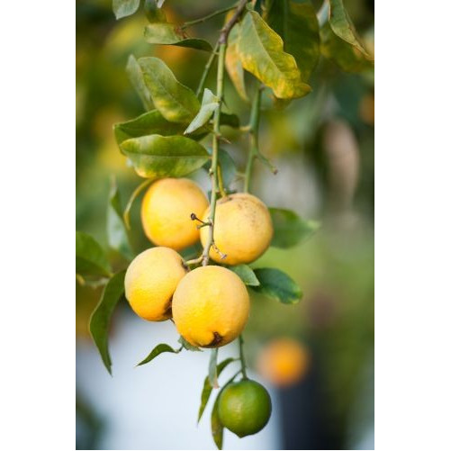 Limoncino - Liquore Estratto da Infusione di Scorze di Limone - Prodotto in Sardegna - Bottiglia 50 cl - Bresca Dorada