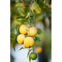 Limoncino - Liquore Estratto da Infusione di Scorze di Limone - Prodotto in Sardegna - Bottiglia 50 cl - Bresca Dorada Limoncino - Liquore Estratto da Infusione di Scorze di Limone - Prodotto in Sardegna - Bottiglia 50 cl - Bresca Dorada
