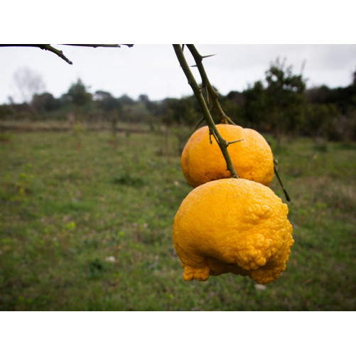 Pompìa marmalade - Panificio Pau