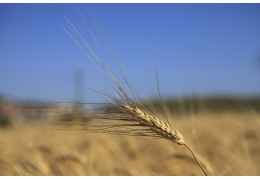 The Soul of Grain: Beyond Simple Pasta