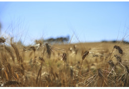 Il Segreto della Vera Pasta Sarda: Viaggio nel Laboratorio Artigianale di Artinpasta