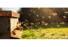 Il Lato Dolce della Tradizione: Alla Scoperta dei Mieli Lombardi