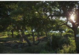 L’Oro Liquido d'Oristano: Viaggio nell'Oleificio Corrias tra Tradizione e Innovazione